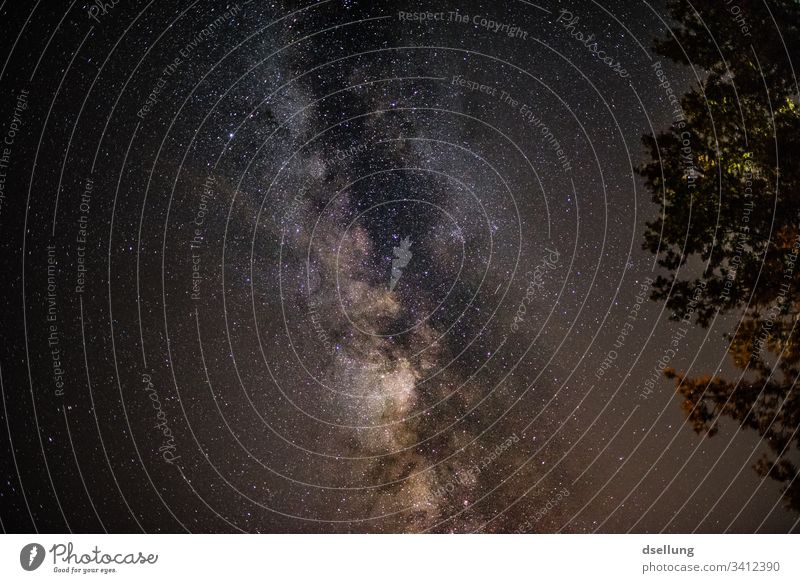 Milchstraße mit Bäumen im Vordergrund Stratosphäre Abend Abenddämmerung Dämmerung Sternenlicht Farbe Mysterium viele funkeln Glanz Sternschnuppe Phantasie