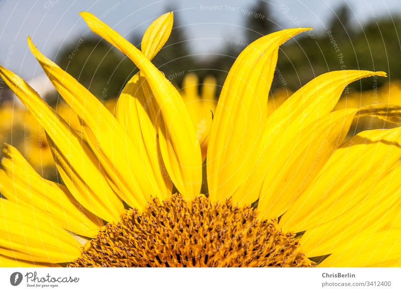 Teil einer Sonnenblume gelb Blüte Blätter Blume Pflanze Sommer Natur Nahaufnahme Farbfoto Außenaufnahme Makroaufnahme Detailaufnahme Blühend Sonnenlicht