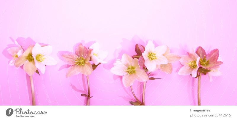 Panorama Christrosen - Helleborus. Blumen Grenze mit Hellebore Blumen (Christrose) isoliert. horizontales Muster auf rosa Hintergrund. Schöne Grußkarte.
