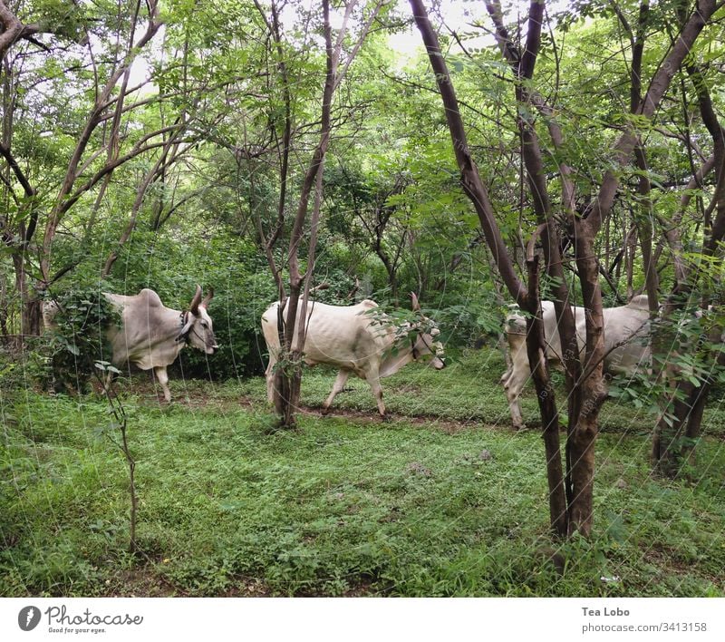 Drei Kühe Indien Nutztier Außenaufnahme Tier Natur grün Kuh Ackerbau Rind Linie Rinderhaltung Weide Tag Viehbestand Herde Umwelt heilig heilige Kuh heilige Kühe