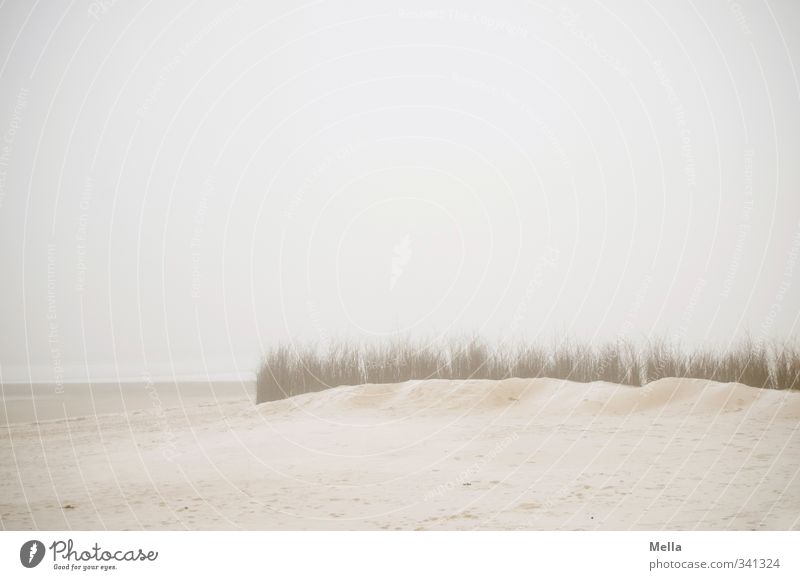 Meer Umwelt Natur Landschaft Sand Himmel Nebel Pflanze Gras Küste Strand Nordsee kalt natürlich trist grau Stimmung ruhig Ferne Dunst leer Farbfoto