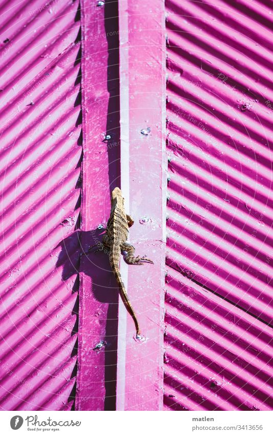 Leguan auf Blechdach Dach Wellblech Wildtier Pink Braun Ganzkörperaufnahme von oben
