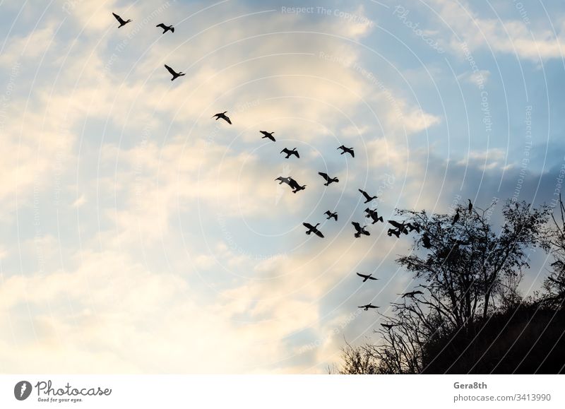 fliegender Vogelschwarm gegen den blauen Himmel und die Wolken Vögel Blauer Himmel Niederlassungen Enten Schwarm Entenschwarm Fliege Natur Pflanzen Silhouette