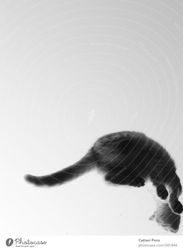 Ausweg... Tier Haustier Katze 1 Glas berühren machen sitzen einzigartig verrückt wild Pfote Schwanz Dachfenster oben Froschperspektive Schwarzweißfoto