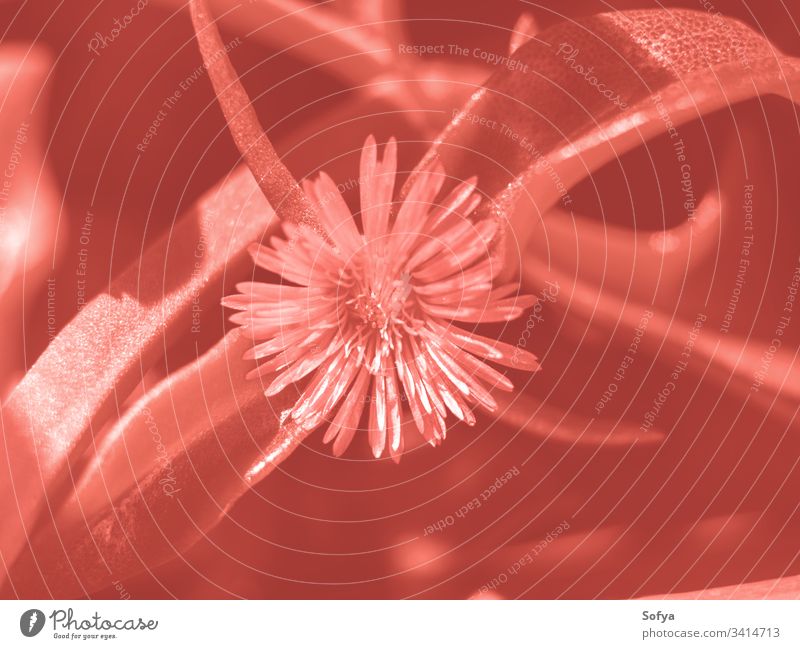 Sukkulenten-Makroschuss. Rosa Blüte Natur Korallen Farbe Pflanze Bokeh trendy rosa Blume Schönheit grün Vegetation wachsen Sonne Sonnenschein Tapete im Freien