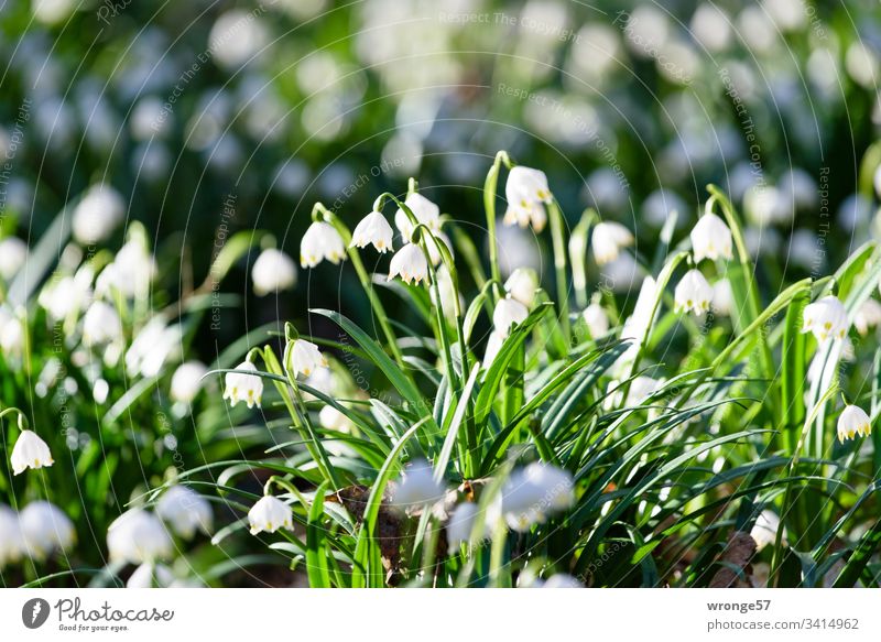 Ein Tal voller blühender Märzenbecher Frühling Farbfoto Außenaufnahme Pflanze Blume Natur Menschenleer Wald Blühend Schwache Tiefenschärfe Blüte weiß grün