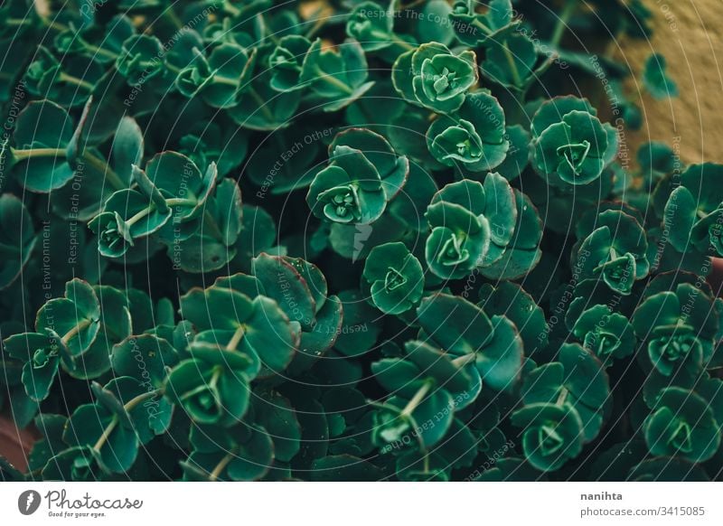 Musterschuss eines Sedum sieboldii Fetthenne pilarica Pflanze Sukkulente sukkulente Pflanze Sukkulenten Laubwerk grün Textur Fettpflanze organisch texturiert