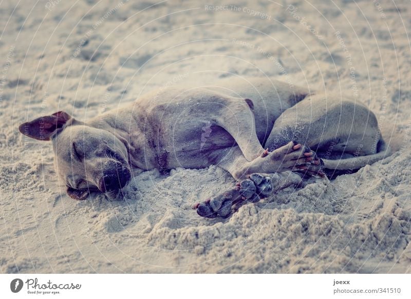 Strand. Gut. Haustier Hund 1 Tier liegen schlafen dreckig einfach braun Gefühle Freude Glück Lebensfreude Geborgenheit Tierliebe ruhig Erholung erdig Sand