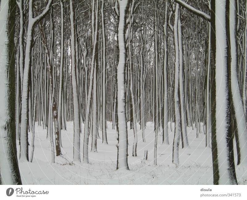 Schneebedeckter Geisterwald Winter Pflanze Eis Frost Baum Moringa Baum Geisterholz Kofferraum Wald kalt schwarz weiß Gespensterwald abstrakte Landschaft