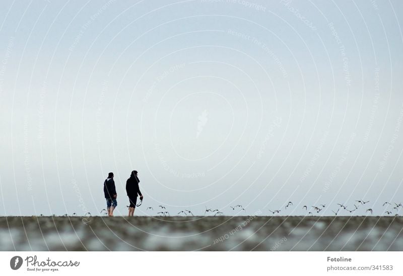 Rømø | 2 Männer und das Watt Mensch maskulin Mann Erwachsene Umwelt Natur Tier Urelemente Erde Küste Strand Nordsee Vogel Schwarm natürlich Wattenmeer wandern