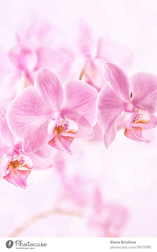 Wunderschöner floraler Hintergrund. Rosa Orchideen Phalaenopsis in Nahaufnahme. Vertikales Format. rosa geblümt vertikal Natur Blütezeit Blume Blütenblatt
