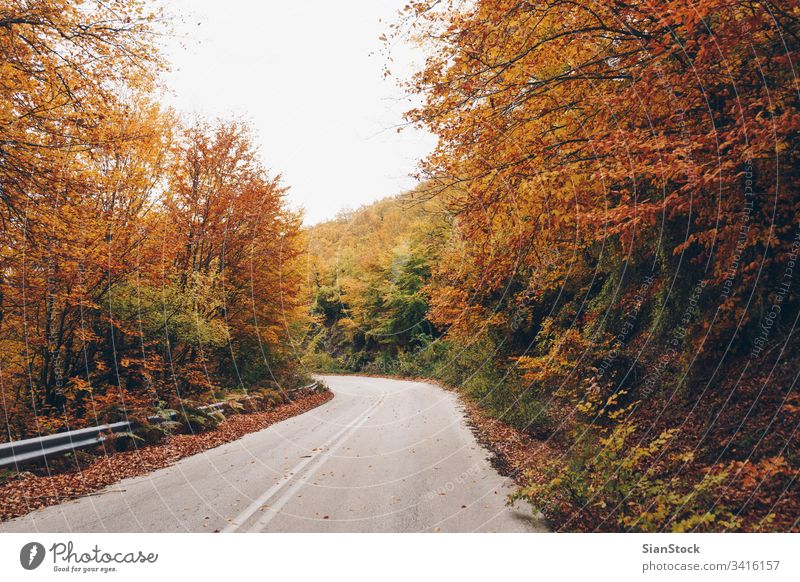 Straße im Herbstwald, Naturlandschaft Wald fallen Baum Bäume gelb Landschaft Blätter Hintergrund schön Park Laubwerk Saison grün orange Licht Sonne rot Farbe