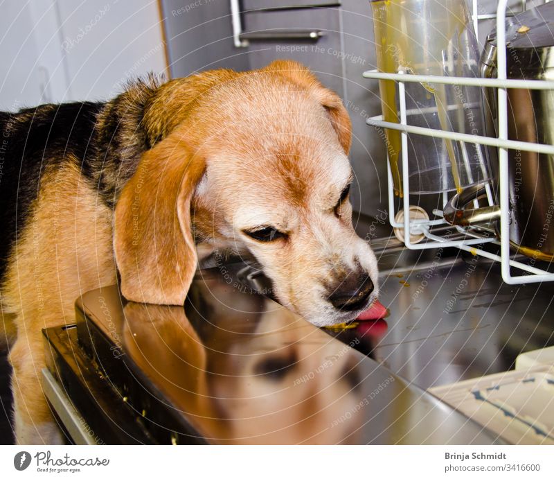Ein süßer Hund, ein Beagle leckt das schmutzige Geschirr in der Spülmaschine falsch Glück niemand Eckzahn bezaubernd Fröhlichkeit Trickhund offen unbeachtet