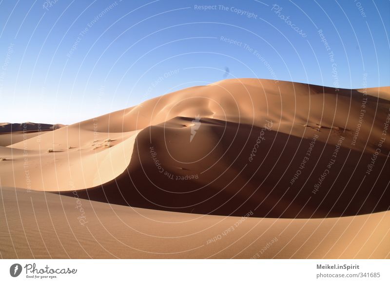 Sand wie Gold Umwelt Landschaft Wolkenloser Himmel Klima Klimawandel Schönes Wetter Wärme Dürre Hügel Wüste Sahara Erg Chebbi Düne heiß blau braun gelb gold