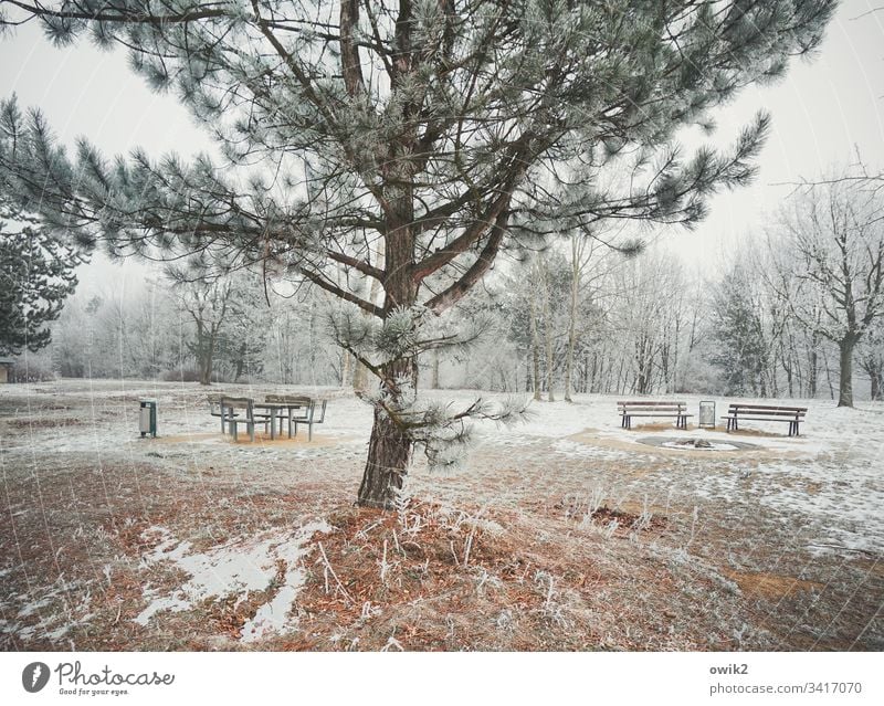Winterpark draußen Außenaufnahme kalt Eis Schnee Baum Nadelbaum vereist Eiskristalle Landschaft Natur Bänke Parkbänke Bäume Wald Papierkorb Holz Metall Himmel