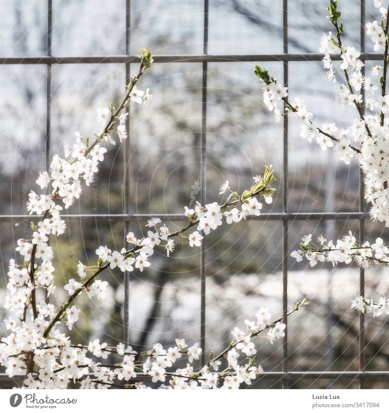 Frühlingsblüten, Großstadtflair Stadt Zaun Gitter Blüten Sonnenschein urban trist zart schön hell weiss
