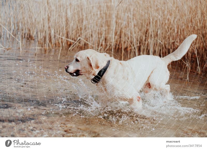 Wasserratte Hund Labrador Retriever Hunderasse wasserhund Apportierhund Gewässer blond See nass spritzen senior alt alter Hund Außenaufnahme Haustier