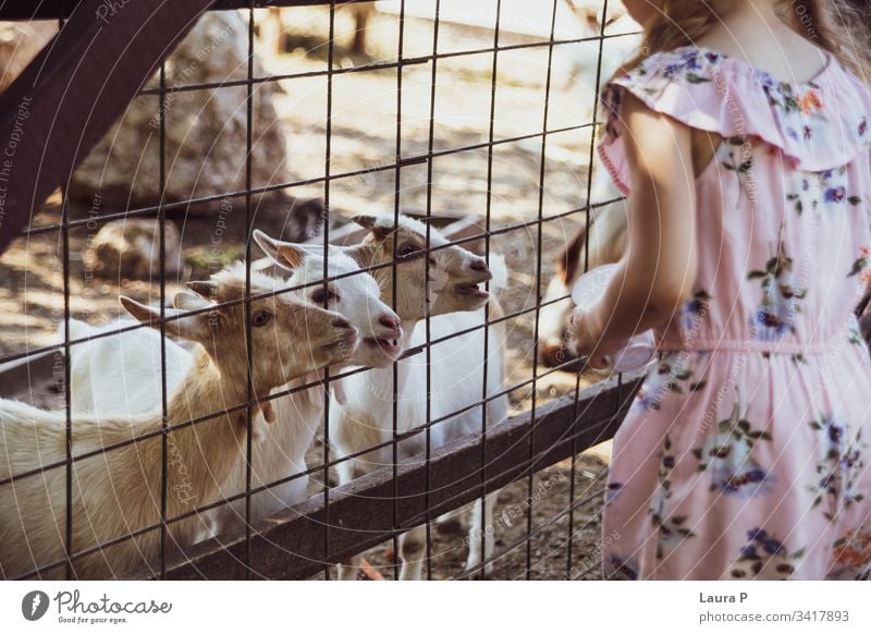 Kleines Mädchen auf dem Bauernhof, Ziegen füttern Aktivität bezaubernd Tier Tiere schön Schönheit Pflege Kind Kindheit schließen Land Landschaft niedlich