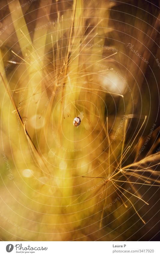 Nahaufnahme von goldenen Strohhalmen auf einem Feld im Sonnenuntergang landwirtschaftlich Ackerbau Herbst Hintergrund schön Schönheit Bokeh Müsli schließen