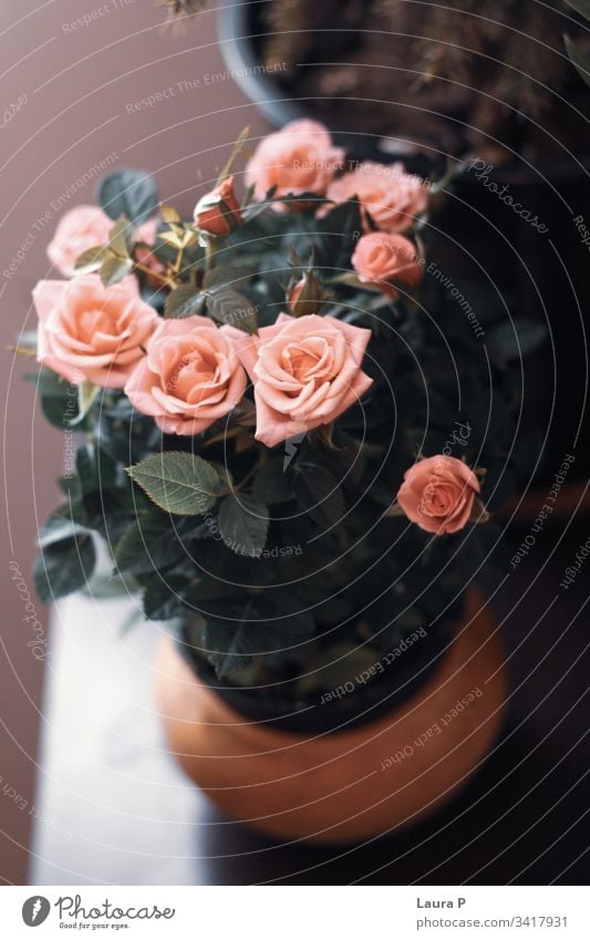 Blumenstrauß aus kleinen rosa Rosen Haufen Haus Zimmerpflanze ornamental Topf Dekor im Innenbereich Blütenknospen Eleganz zierliche Miniatur Rosenstrauß