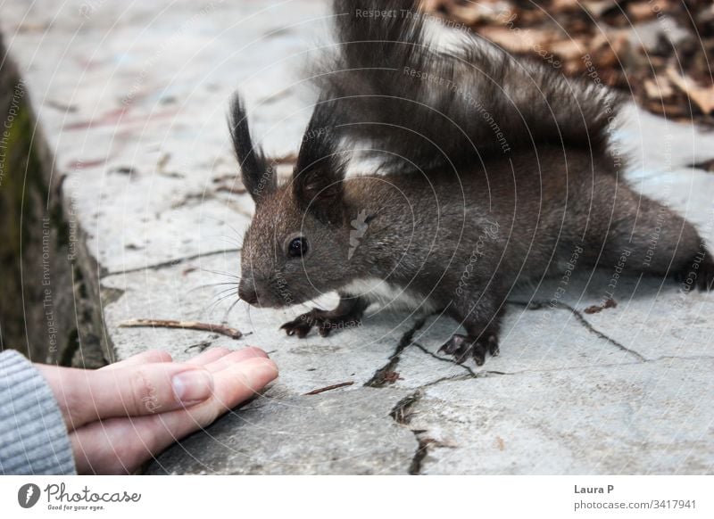 Freundliches Eichhörnchen in Handnähe Spaß Nahaufnahme schön Glück Finger im Freien Freundschaft dressieren menschlich Frau Mädchen Wald klein Nagetiere essen