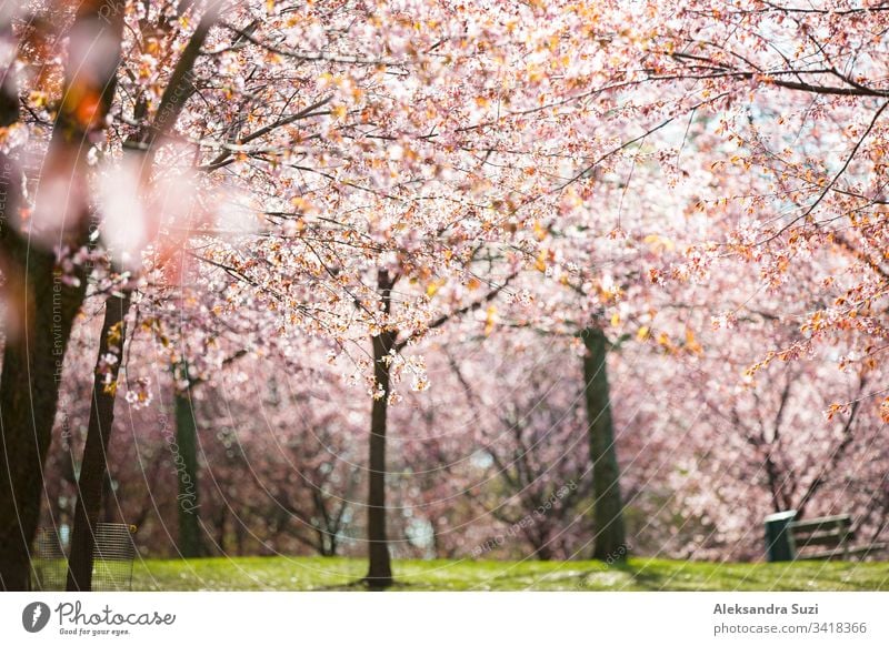 Wunderschöner Stadtpark mit blühenden Kirschbäumen. Zweige mit rosafarbenen Blumen an einem sonnigen Tag. Helsinki, Finnland Abenteuer April Hintergrund