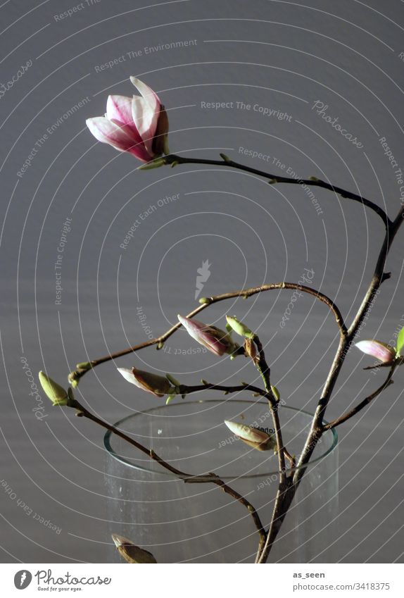 Magnolienzweig in der Vase Zweig Licht Kontrast Silhouette Blüte Frühling Pflanze Farbfoto Menschenleer Natur Blühend Tag schön rosa weiß Frühlingsgefühle