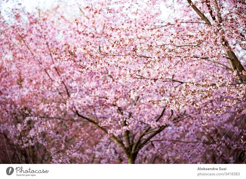 Wunderschöner Stadtpark mit blühenden Kirschbäumen. Zweige mit rosafarbenen Blumen an einem sonnigen Tag. Helsinki, Finnland Abenteuer April Hintergrund