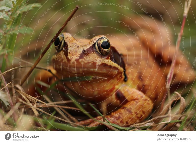 Makroaufnahme eines braunen Froschs #Frosch Auge #Kröte #Wald Gras Tier #Schleim #Frühling #Quak #Quäker Schön Krass Warzen Offenblende Natur Naturfoto