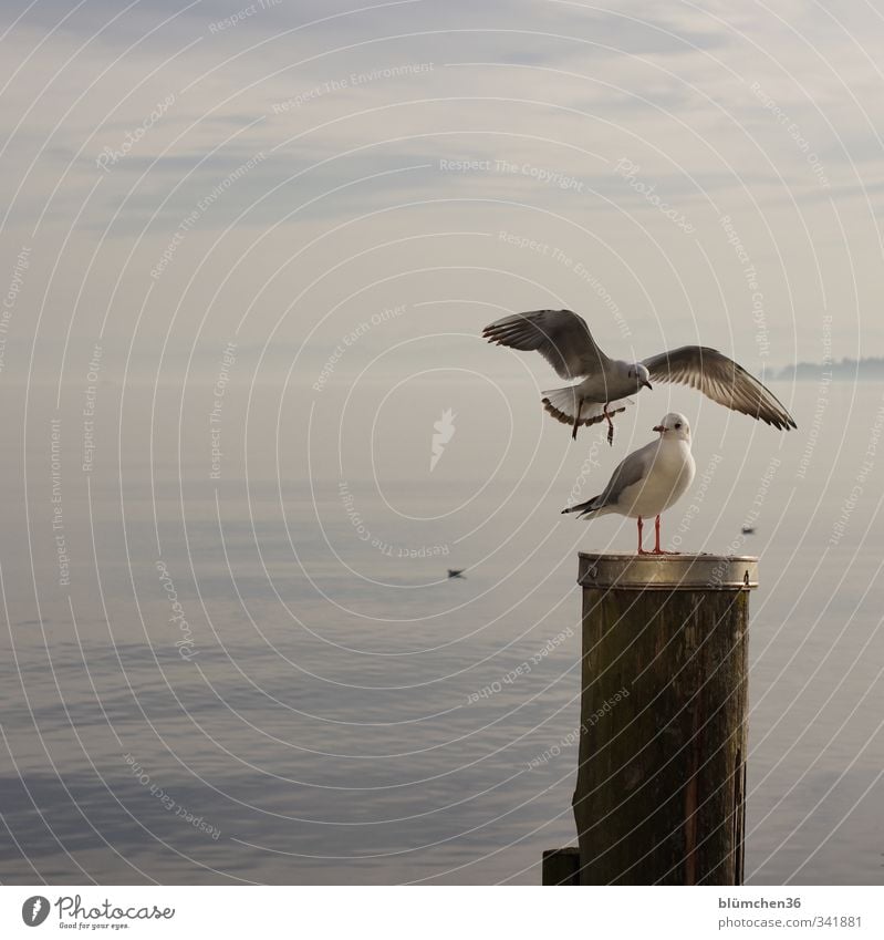 Immer locker bleiben, egal was passiert Wasser See Bodensee Gewässer Tier Wildtier Vogel Tiergesicht Flügel Möwe Möwenvögel 2 Bewegung fliegen Blick stehen