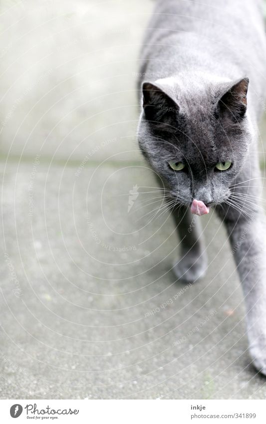 Auf zur Mäusejagd! Haustier Katze Tiergesicht Katzenzunge British kurzhaar 1 gehen genießen Jagd Gefühle Stimmung Vorfreude Wachsamkeit Neugier entdecken