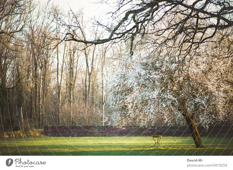 idyllisches Plätzchen mit blühendem Baum und Tisch im Park Garten Frühling Natur Gartentisch Romantik