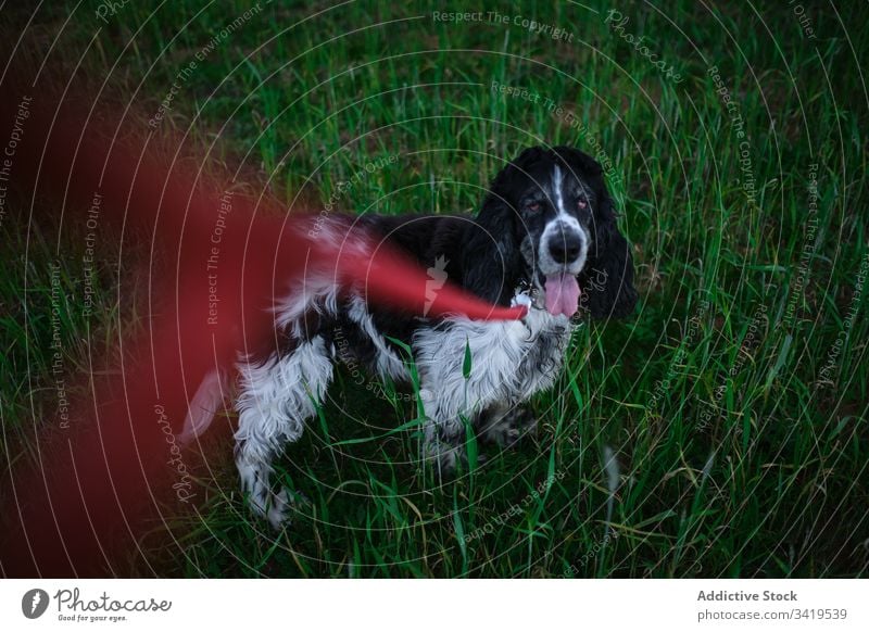 Ruhiger Hund auf grünem Gras auf dem Land Landschaft Natur Tier Eckzahn Haustier Reinrassig Begleiter gehorsam loyal Freund stehen Park Spaniel ausspannen