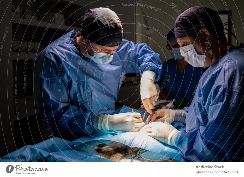 Tierärztliches Personal während einer Operation in einer modernen Klinik Chirurg Veterinär Chirurgie Krankenhaus Sanitäter Arzt Behandlung Krankenpfleger Arbeit