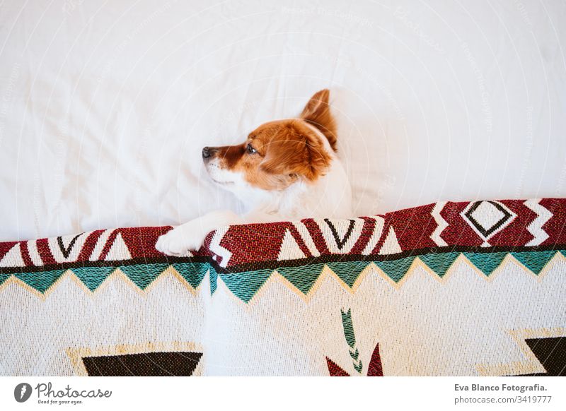 süßer Jack Russell Hund, der mit einer ethnischen Decke bedeckt ist und zu Hause auf dem Bett liegt. Lebensstil im Haus jack russell Haustier Deckung heimwärts