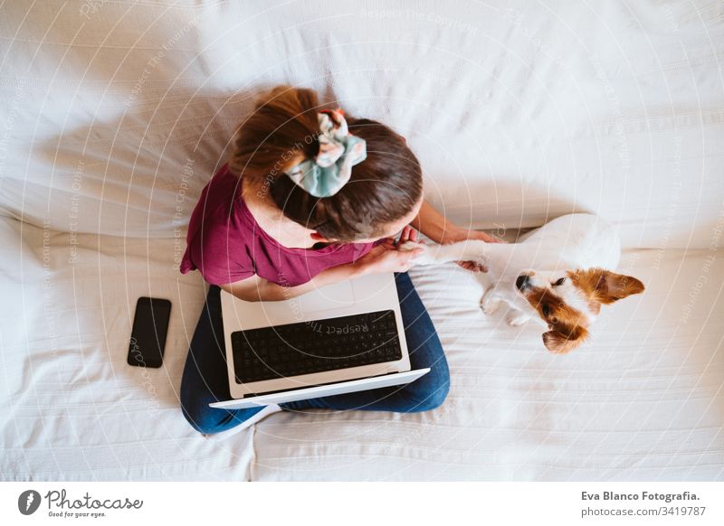 junge Frau, die zu Hause am Laptop arbeitet, auf der Couch sitzt, daneben ein süßer kleiner Hund. Technik und Haustierkonzept arbeiten heimwärts jack russell