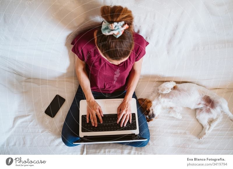 junge Frau, die zu Hause am Laptop arbeitet, auf der Couch sitzt, daneben ein süßer kleiner Hund. Technik und Haustierkonzept arbeiten heimwärts jack russell