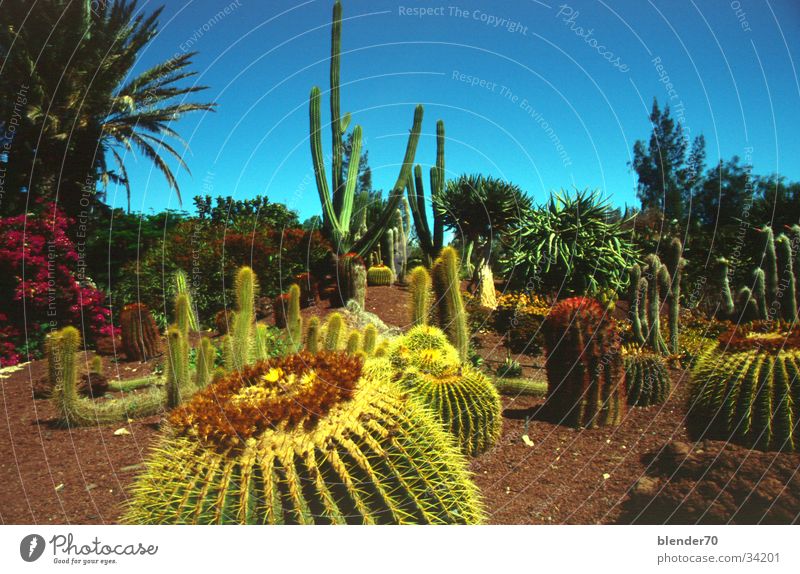 Kakteengarten Fuerteventura Kanaren Kaktus stachelig angelegter Garten gestellt Urwald Lavaerde La Lajita