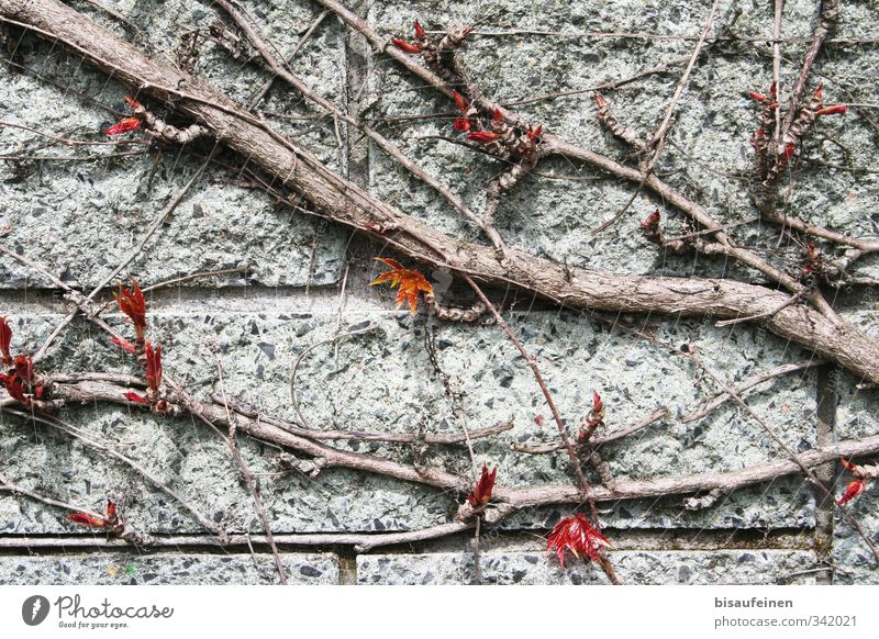Auf Granit gebissen Pflanze eckig fest rot ruhig "Weinranke Mauer Holz Struktur," Weinranken Mauerpflanze holzig Ranke Farbfoto Außenaufnahme Tag