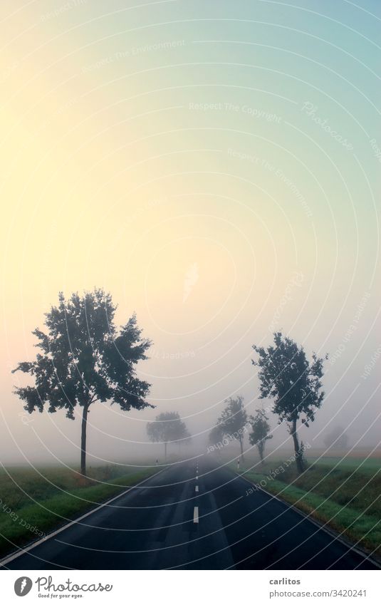 Fog - Nebel des Grauens Herbst Allee Straße Bäume Symmetrie Linien Zentralperspektive Ungewissheit Angst Existenzangst Baum Landschaft Wege & Pfade Natur Licht