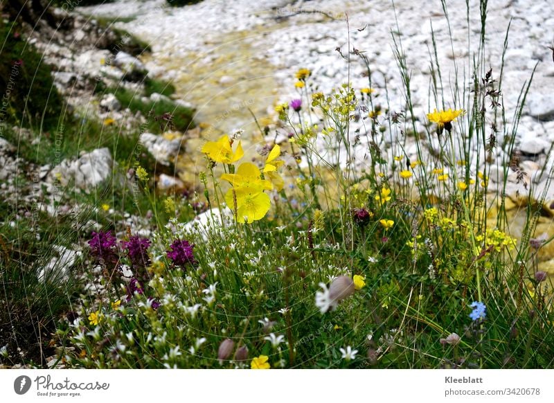 Wildkräuter, Wildblumen mit Bachlauf im Hintergrund  leicht unscharf, Dolomiten Bergblüten Berkräutr Hochgebirge Gebirgsbach Natur Erholung Stille Wandern