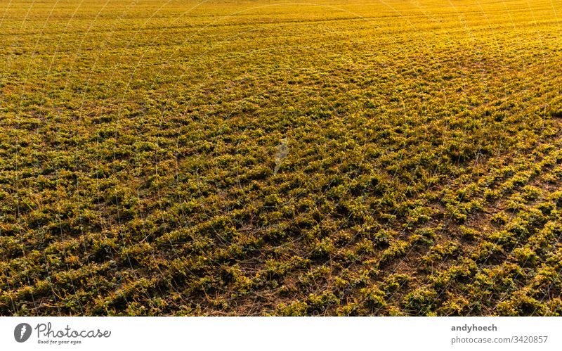 frisches gelbes Feld Ackerbau Herbst Hintergrund Transparente Plakatwand farbenfroh Landschaft Design Element fal Bauernhof Landwirtschaft flach Lebensmittel