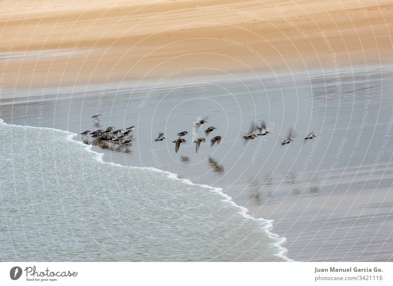 Vogelschwarm am Ufer des Strandes Wasser Vögel Tiere Küstenstreifen Schwarm Menschengruppe Meereslandschaft im Freien MEER niemand Verhalten Norden Tierwelt