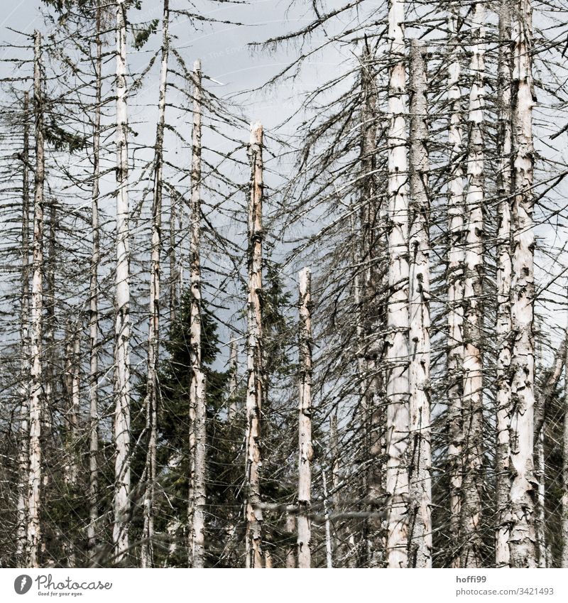 Borkenkäfer im Harz - sterbende Bäume Waldsterben Baum Baumstamm Umweltverschmutzung Umweltschaden Umweltzerstörung kahle Bäume borkenkäferbefall Saurer Regen