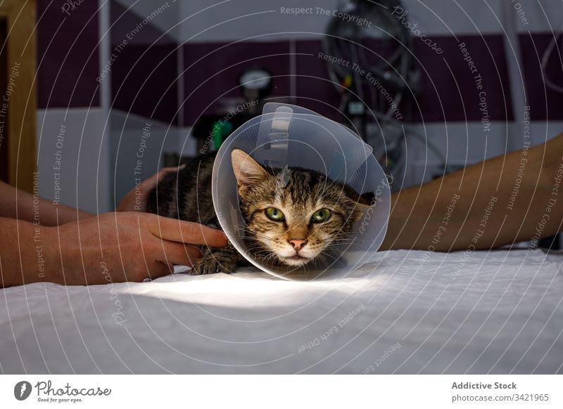 Katze mit Tierarzthalsband während der Behandlung Veterinär Klinik Kragen Arzt Haustier katzenhaft Job Gerät Beruf Pflege Sanitäter Kompetenz modern Gesundheit