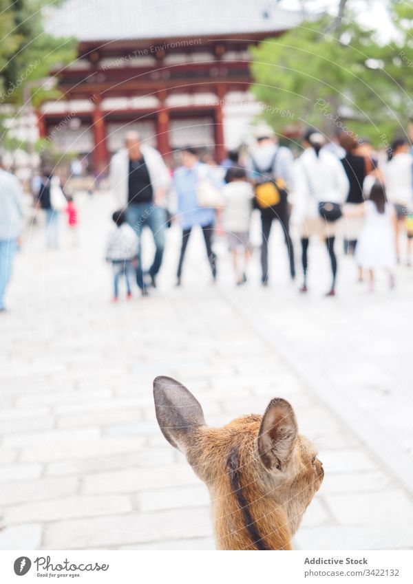 Reh auf der Straße einer orientalischen Stadt Hirschkuh Großstadt Orientalisch Spaziergang Menge Straßenbelag Japan Asien Tier Säugetier Hirsche Tourismus