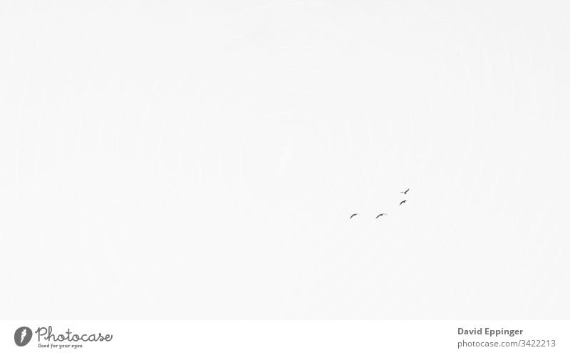 Entfernte Vögel fliegen am Himmel an den Outer Banks in North Carolina minimalistisch sehr wenige Monochrom Graustufen schwarz auf weiß Möwen