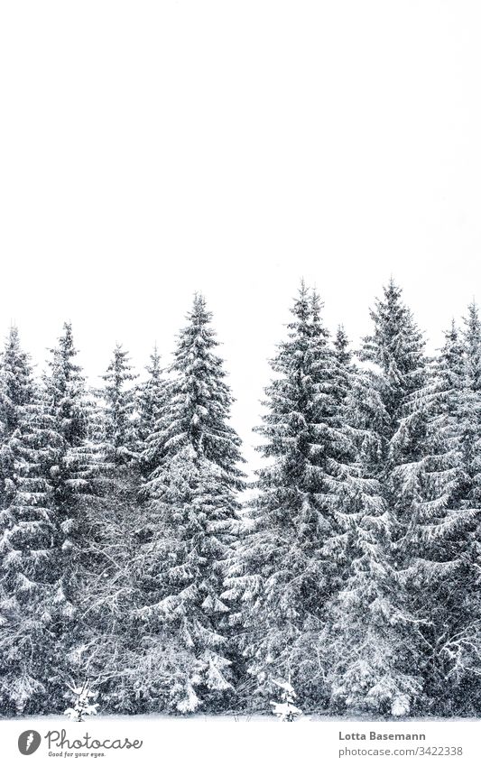 Tannen im Schnee Außenaufnahme draußen Natur Jahreszeit Winter Tannenwald Weihnachten & Advent weiß Nadelbaum Nadelwald Schwarzwald schwarz