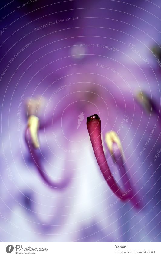 Holodeck Pflanze Blüte Garten Park violett rosa Farbfoto Makroaufnahme Tag Schwache Tiefenschärfe