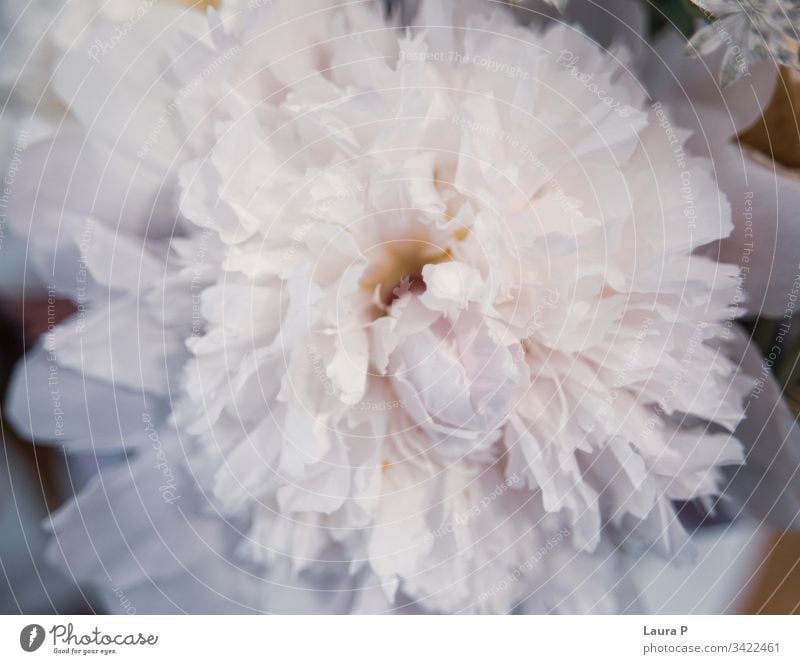 Nahaufnahme einer schönen weißen Pfingstrose Valentinsgruß weich Roséwein romantische Blumen Blütenblatt Pfingstrosen-Hintergrund Pastell Natur natürlich Liebe
